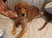 Selling puppies