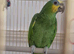 Female orange wing amazon