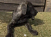 Cane Corso Cross