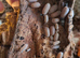 Baby Mourning geckos