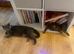 British shorthair cinnamon