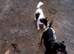 Jack Russel Puppies