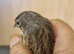 Linnet cock