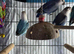 Baby lovebirds Glasgow