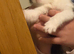 WHITE AND BLACK & BLACK AND WHITE kittens for sale