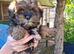 Yorkiepoo pups