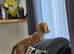 8mth cockapoo