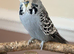 Grey male crested English budgie