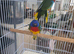 Splendid grass parakeet males