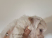 Maltipoo's 1 boy 1 girl left, rare coloured faces