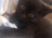 Kitten's