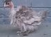 2 bantam chickens