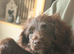 Toy cockapoo puppies