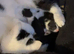 X3 girl kittens