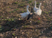 Geese
