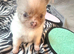 2 beautiful merle Pomeranian cross chihuahua