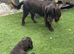 Adorable Cocker Spaniel puppies loking for a forever home