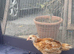 4 week old chicks