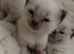 X Breed Ragdoll Kittens for sale