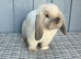 Friendly baby female mini lop