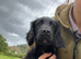 cocker spaniel pups