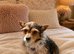 Minture jack Russell girl