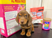 Beautiful miniature dachshund puppies for sale boys