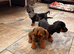 Dachshund X Jack Russell Female Puppies