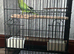 Zazu the Indian ringneck