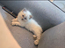 Beautiful Blue Point Ragdoll Kittens