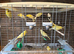 Canaries x20