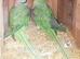 Alexandrine pair male and female for sale