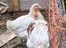 Black copper maron x Rhode Island Red Unsexed chickens