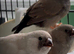 Charcoal zebra finches