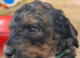 Rottweiler / Rottidoodle