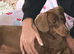Miniature dachshund