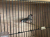 2 Java Finches