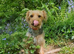 Male Yorkshire terrier 2 yr old