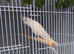 Male albino cockatiel 3yr old.