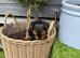 Yorkshire Terrier puppy only 1 boy available