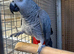 African grey parrot