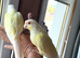 Creamino conure