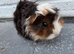 Beautiful Baby Girl Guinea Pigs