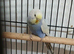 Female Rainbow Budgie