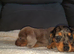 Dachshund puppys