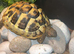 Beautiful tortoise
