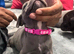 Health tested kc staff puppies