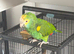 Amazon parrot