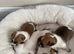 Jockrussel pups for sale