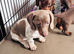 Adorable miniature dachshund puppies